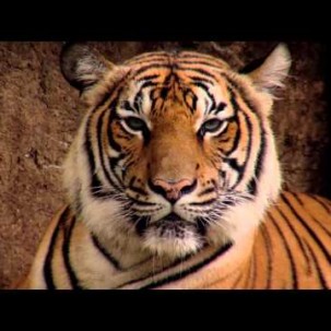 WWF - Der Tiger - die größte Raubkatze der Erde