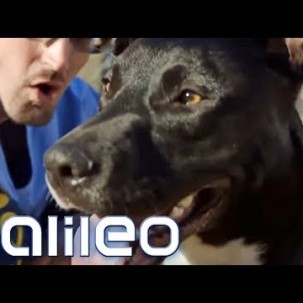 Knast-Hunde: Knackis als Hundeausbilder | Galileo | ProSieben