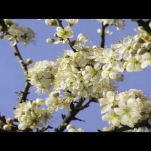 Spring flowers time lapse