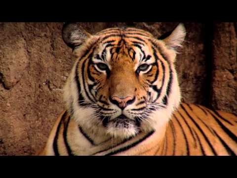 WWF - Der Tiger - die größte Raubkatze der Erde