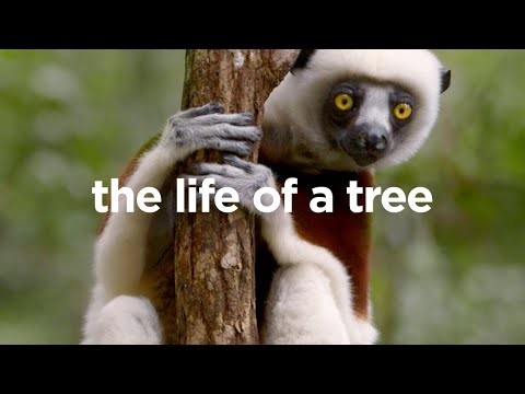 Life of a Tree