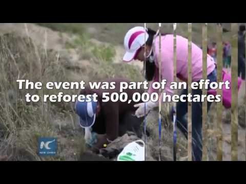 Volunteers in Ecuador Break World Record by Planting 647,250 Trees in One Day!